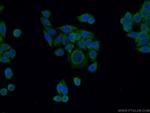 PERK/EIF2AK3 Antibody in Immunocytochemistry (ICC/IF)