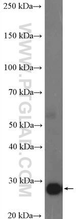 CD9 Antibody in Western Blot (WB)