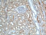 AGPAT9 Antibody in Immunohistochemistry (Paraffin) (IHC (P))