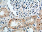 AGPAT9 Antibody in Immunohistochemistry (Paraffin) (IHC (P))