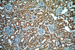 HECTD1 Antibody in Immunohistochemistry (Paraffin) (IHC (P))