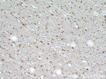 HECTD1 Antibody in Immunohistochemistry (Paraffin) (IHC (P))