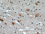 HECTD1 Antibody in Immunohistochemistry (Paraffin) (IHC (P))