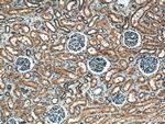 HECTD1 Antibody in Immunohistochemistry (Paraffin) (IHC (P))