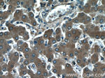 SLC37A4 Antibody in Immunohistochemistry (Paraffin) (IHC (P))