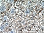 SLC37A4 Antibody in Immunohistochemistry (Paraffin) (IHC (P))