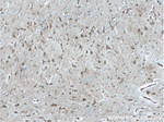 IIP45 Antibody in Immunohistochemistry (Paraffin) (IHC (P))