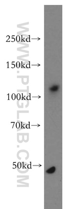 ANO2 Antibody in Western Blot (WB)