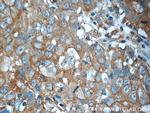 ANO2 Antibody in Immunohistochemistry (Paraffin) (IHC (P))