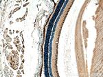 ANO2 Antibody in Immunohistochemistry (Paraffin) (IHC (P))