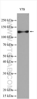 ANO2 Antibody in Western Blot (WB)