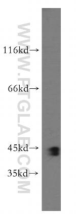 SMARCB1 Antibody in Western Blot (WB)