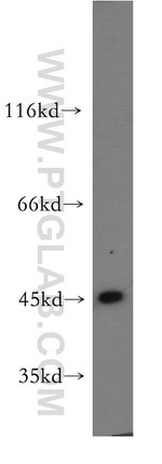 NPTX1 Antibody in Western Blot (WB)