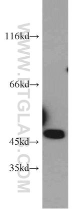 NPTX1 Antibody in Western Blot (WB)