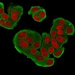 HER-4/ERBB4 Antibody in Immunocytochemistry (ICC/IF)