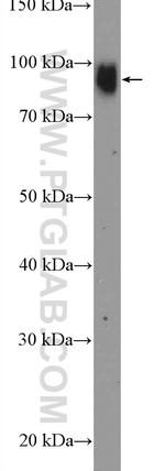 UBF1 Antibody in Western Blot (WB)