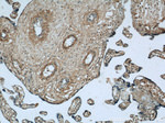 MARCKS Antibody in Immunohistochemistry (Paraffin) (IHC (P))