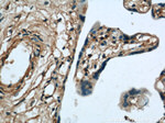 MARCKS Antibody in Immunohistochemistry (Paraffin) (IHC (P))