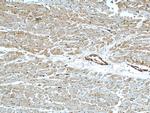 MARCKS Antibody in Immunohistochemistry (Paraffin) (IHC (P))