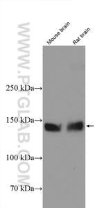 NF-M Antibody in Western Blot (WB)