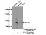 PSD95/DLG4 Antibody in Immunoprecipitation (IP)