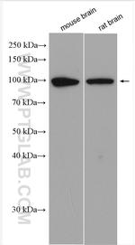 PSD95/DLG4 Antibody in Western Blot (WB)