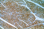 CaMKII delta Antibody in Immunohistochemistry (Paraffin) (IHC (P))