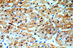 CaMKII delta Antibody in Immunohistochemistry (Paraffin) (IHC (P))