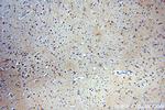 CaMKII delta Antibody in Immunohistochemistry (Paraffin) (IHC (P))