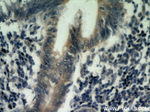 IL17RB Antibody in Immunohistochemistry (Paraffin) (IHC (P))