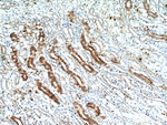 IL17RB Antibody in Immunohistochemistry (Paraffin) (IHC (P))