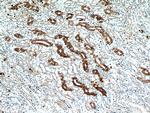 IL17RB Antibody in Immunohistochemistry (Paraffin) (IHC (P))