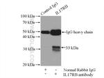 IL17RB Antibody in Immunoprecipitation (IP)