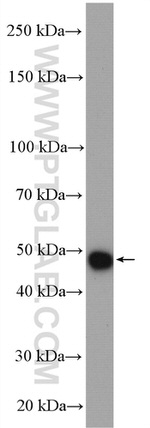 LIS1 Antibody in Western Blot (WB)