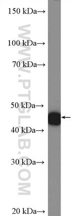 LIS1 Antibody in Western Blot (WB)