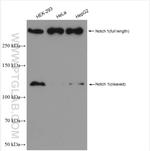 NOTCH1 Antibody in Western Blot (WB)