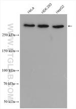 NOTCH1 Antibody in Western Blot (WB)