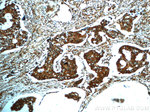 PAWR Antibody in Immunohistochemistry (Paraffin) (IHC (P))