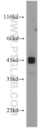 PAWR Antibody in Western Blot (WB)