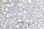 p300 Antibody in Immunohistochemistry (Paraffin) (IHC (P))