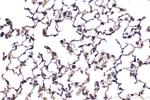 p300 Antibody in Immunohistochemistry (Paraffin) (IHC (P))