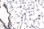 p300 Antibody in Immunohistochemistry (Paraffin) (IHC (P))