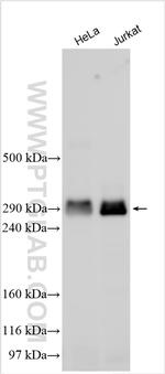 p300 Antibody in Western Blot (WB)