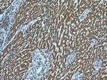 SHH Antibody in Immunohistochemistry (Paraffin) (IHC (P))