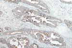 SHH Antibody in Immunohistochemistry (Paraffin) (IHC (P))