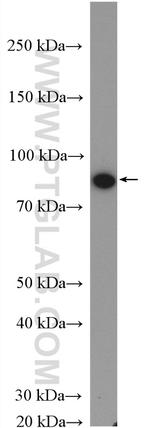 TOP1 Antibody in Western Blot (WB)