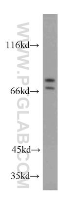 ACSL3 Antibody in Western Blot (WB)