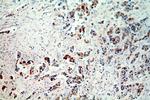 FGF8 Antibody in Immunohistochemistry (Paraffin) (IHC (P))