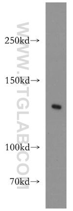 VEGFR3 Antibody in Western Blot (WB)