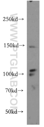 VEGFR3 Antibody in Western Blot (WB)